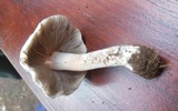 Tricholoma acerbum image