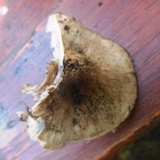 Tricholoma acerbum image