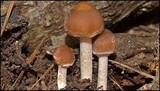 Psathyrella delineata image