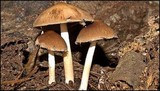 Psathyrella delineata image