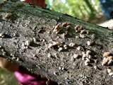 Plicaturopsis crispa image