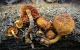 Gymnopilus fulvosquamulosus image