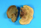 Steccherinum subrawakense image