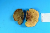 Steccherinum subrawakense image