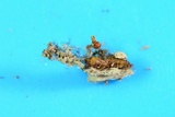 Ophiocordyceps variabilis image