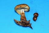 Leucopholiota decorosa image