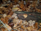 Leucopholiota decorosa image