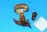 Leucopholiota decorosa image