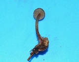 Mycena atkinsoniana image