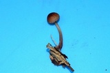Mycena atkinsoniana image