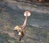 Mycena atkinsoniana image