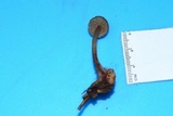 Mycena atkinsoniana image