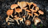 Cuphophyllus pratensis image