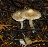Inocybe kauffmanii image