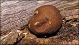 Lycoperdon umbrinum image