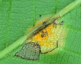 Puccinia calcitrapae image