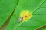 Puccinia calcitrapae image