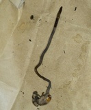 Ophiocordyceps ravenelii image