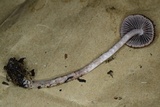 Psathyrella bipellis image