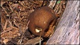 Lycoperdon umbrinum image