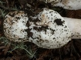 Amanita constricta image