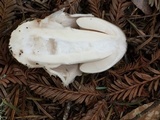 Amanita constricta image