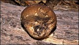 Lycoperdon umbrinum image