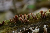Dacryopinax elegans image