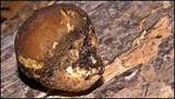 Lycoperdon umbrinum image