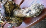 Leccinum duriusculum image