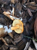 Gymnopilus luteocarneus image