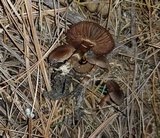 Cortinarius diasemospermus image