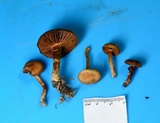 Cortinarius diasemospermus image