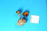 Cortinarius croceus image