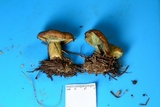 Lactarius deterrimus image