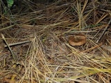 Lactarius deterrimus image