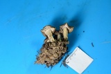 Tricholoma terreum image