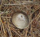 Tricholoma scalpturatum image