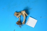 Tricholoma scalpturatum image