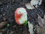 Russula flavisiccans image