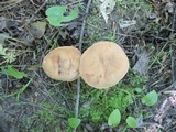 Tylopilus minor image