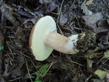 Tylopilus minor image