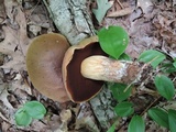 Boletus vermiculosoides image