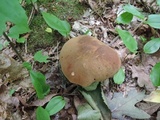 Boletus vermiculosoides image