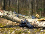 Exidia recisa image