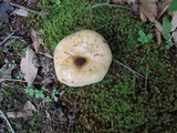 Russula grata image