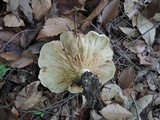 Lactarius psammicola image