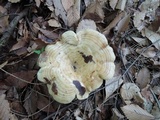 Lactarius psammicola image