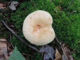 Russula grata image