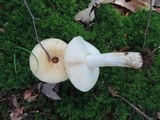 Russula grata image